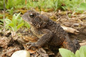 Species List – Herp Atlas