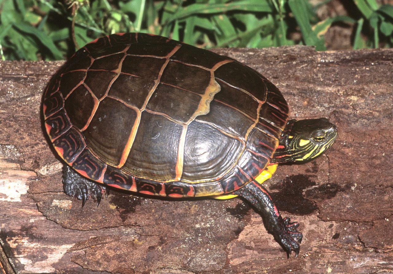 Eastern Painted Turtle – Herp Atlas