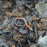 Record 36573 voucher