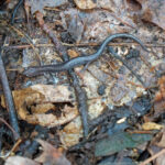 Record 36572 voucher