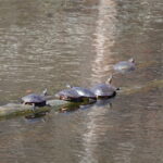 Record 36574 voucher