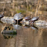 Record 36575 voucher