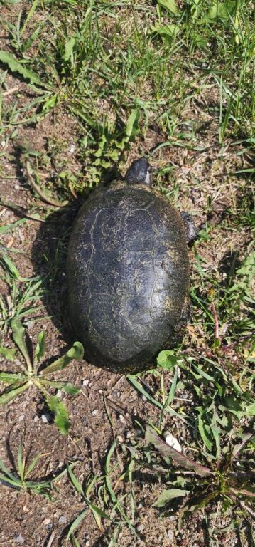 Summer Kennedy - description goes here.