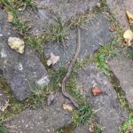 Record 36495 voucher