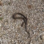 Record 36493 voucher