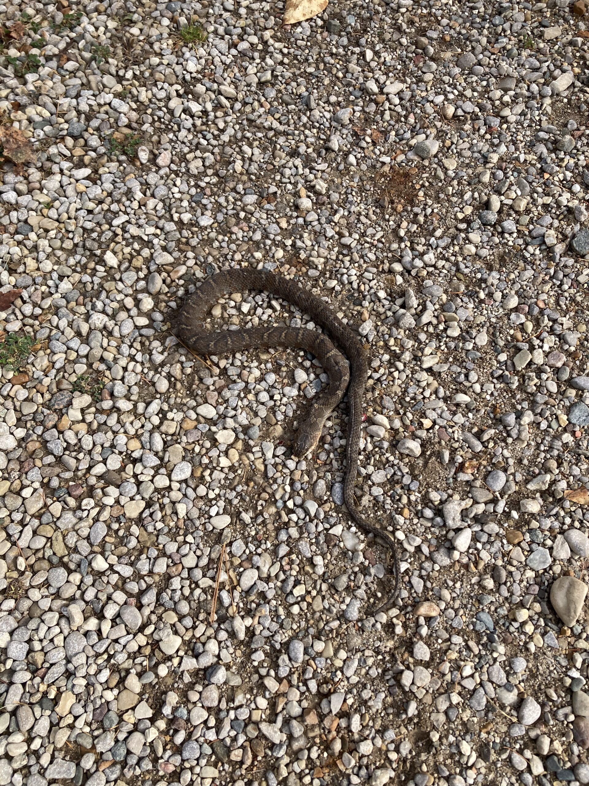 Lynne Goodwin - description goes here.