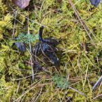 Record 36490 voucher