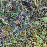 Record 36504 voucher