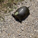 Record 36506 voucher