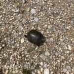 Record 36505 voucher