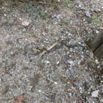 Record 36503 voucher