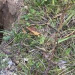 Record 36497 voucher