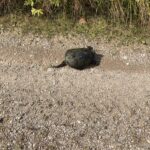 Record 36500 voucher