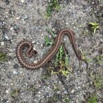 Record 36498 voucher