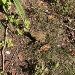 Record 36501 voucher