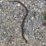 Record 36499 voucher