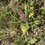 Record 36502 voucher