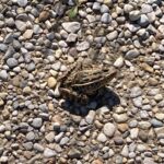 Record 36507 voucher