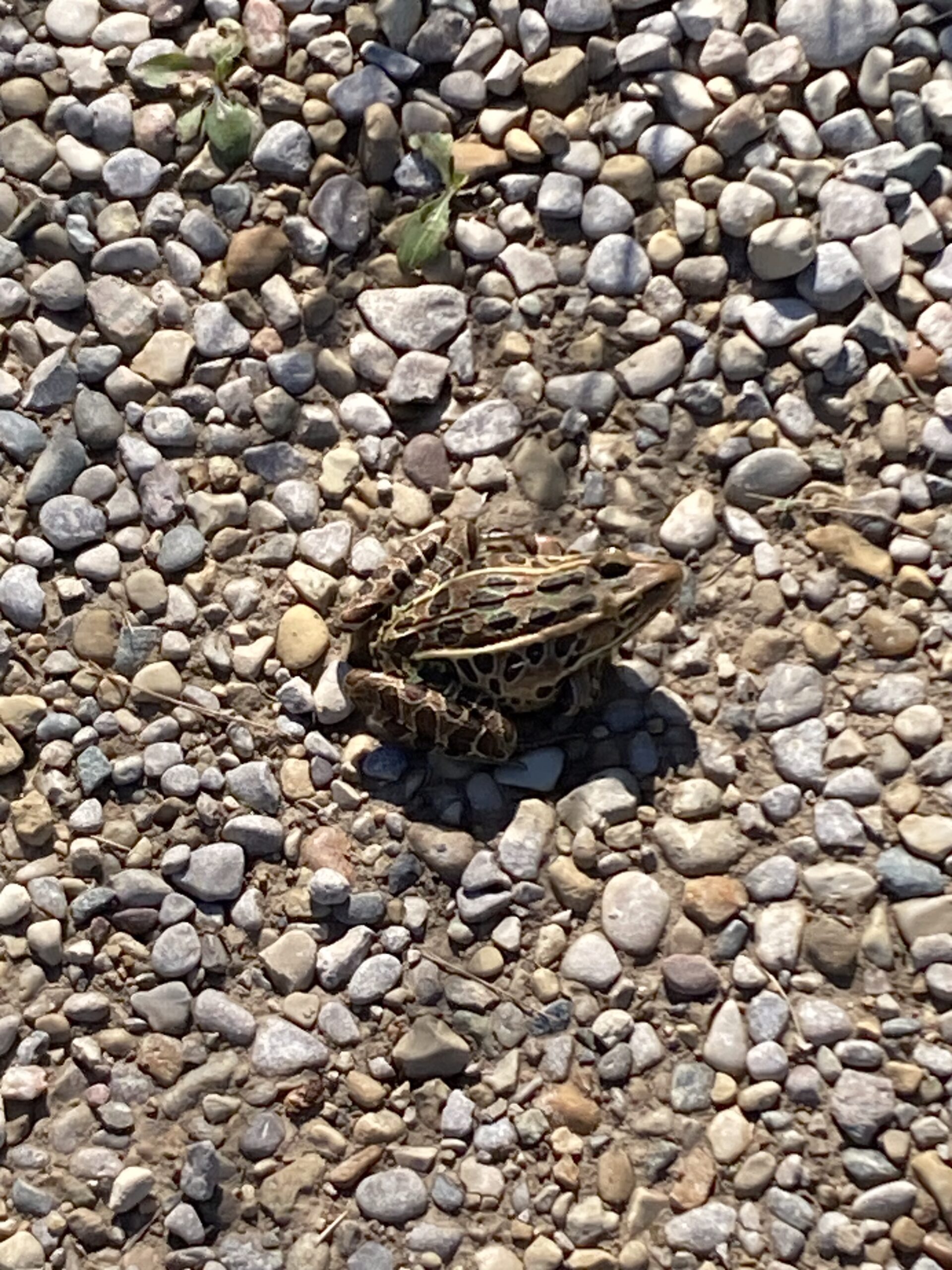 Lynne Goodwin - description goes here.