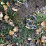 Record 36494 voucher