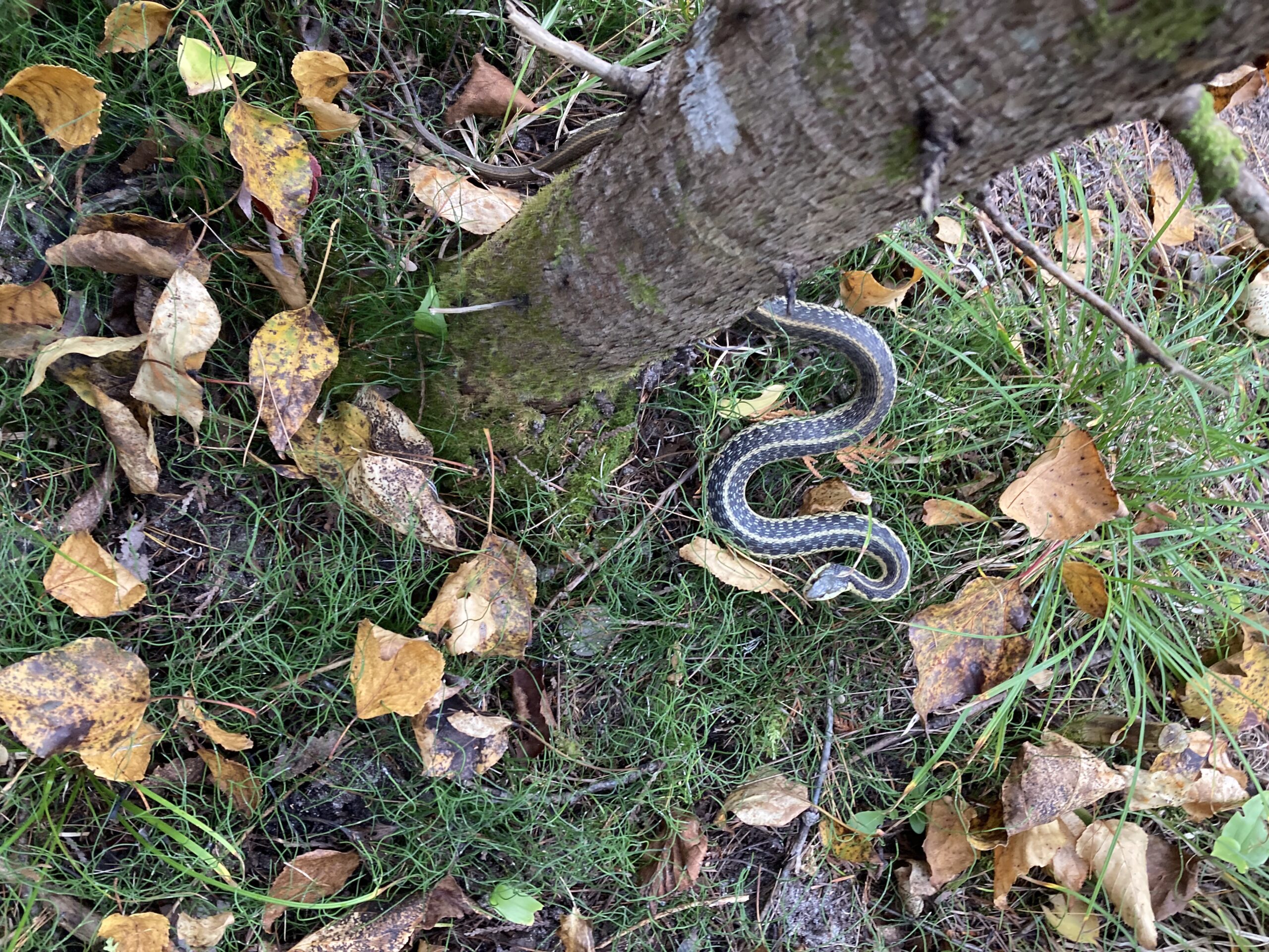 Lynne Goodwin - description goes here.