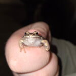 Record 36468 voucher