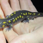 Record 36555 voucher