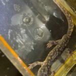 Record 36556 voucher