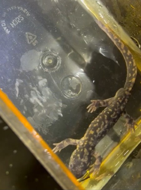 Nate Fuller - description goes here.