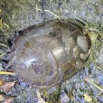 Record 36557 voucher