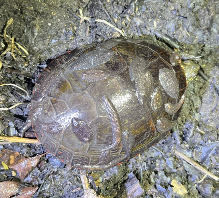 Nate Fuller - description goes here.