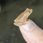 Record 36554 voucher