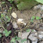 Record 36532 voucher