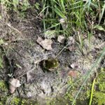 Record 36534 voucher