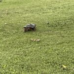 Record 36537 voucher