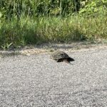 Record 36538 voucher