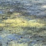 Record 36533 voucher