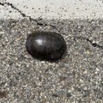 Record 36536 voucher