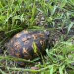 Record 36535 voucher