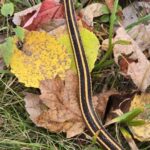 Record 36476 voucher