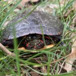 Record 36711 voucher