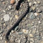 Record 36817 voucher