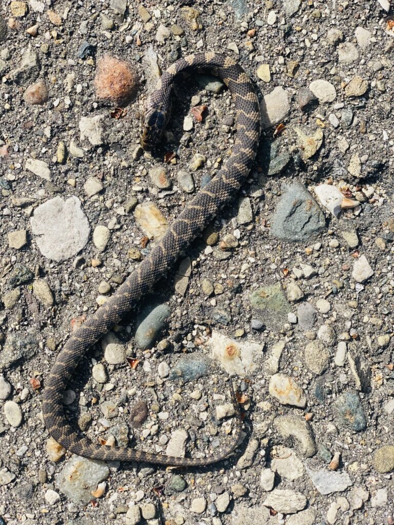 Lisa Yee-Litzenberg - description goes here.