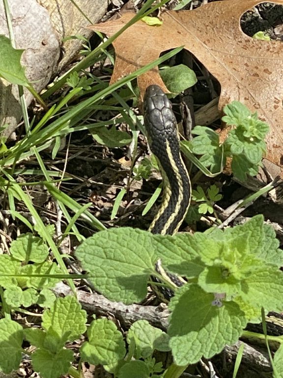 Lisa Yee-Litzenberg - description goes here.