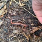 Record 36717 voucher