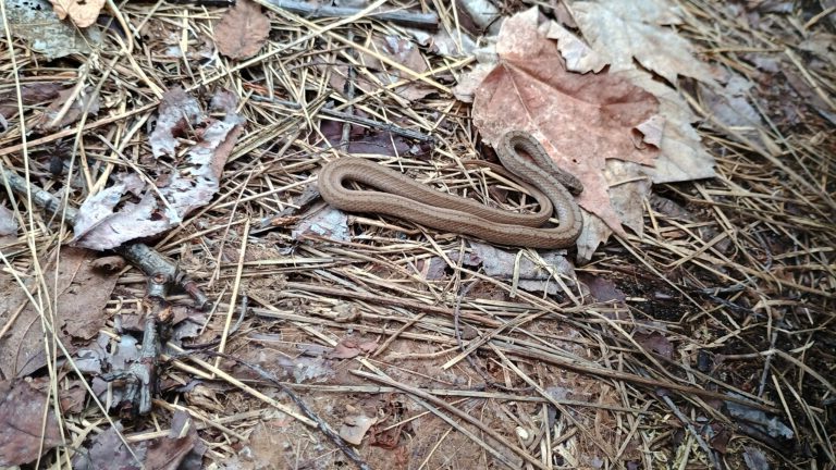 Matt Gunn - description goes here.