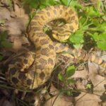 Record 36804 voucher