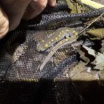 Record 36740 voucher