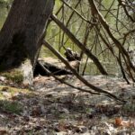 Record 36751 voucher