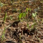 Record 36752 voucher